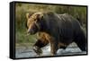 Brown Bear, Katmai National Park, Alaska-Paul Souders-Framed Stretched Canvas