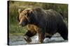 Brown Bear, Katmai National Park, Alaska-Paul Souders-Stretched Canvas