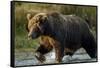 Brown Bear, Katmai National Park, Alaska-Paul Souders-Framed Stretched Canvas