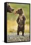 Brown Bear, Katmai National Park, Alaska-Paul Souders-Framed Stretched Canvas