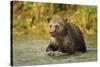 Brown Bear, Katmai National Park, Alaska-Paul Souders-Stretched Canvas