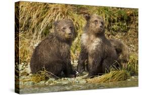 Brown Bear, Katmai National Park, Alaska-Paul Souders-Stretched Canvas