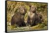 Brown Bear, Katmai National Park, Alaska-Paul Souders-Framed Stretched Canvas