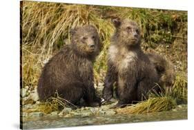 Brown Bear, Katmai National Park, Alaska-Paul Souders-Stretched Canvas