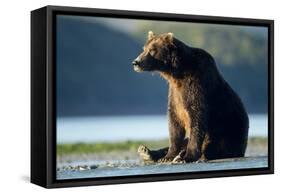 Brown Bear, Katmai National Park, Alaska-Paul Souders-Framed Stretched Canvas