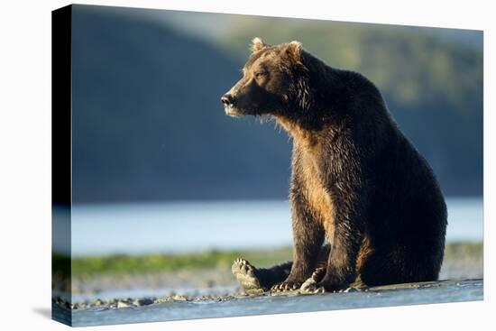 Brown Bear, Katmai National Park, Alaska-Paul Souders-Stretched Canvas