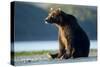 Brown Bear, Katmai National Park, Alaska-Paul Souders-Stretched Canvas