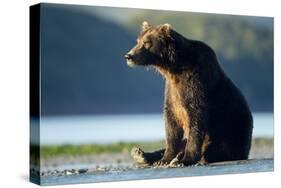 Brown Bear, Katmai National Park, Alaska-Paul Souders-Stretched Canvas