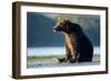 Brown Bear, Katmai National Park, Alaska-Paul Souders-Framed Premium Photographic Print