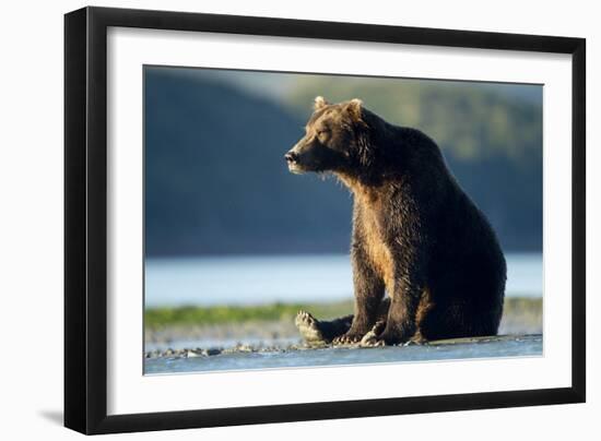 Brown Bear, Katmai National Park, Alaska-Paul Souders-Framed Premium Photographic Print