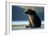 Brown Bear, Katmai National Park, Alaska-Paul Souders-Framed Premium Photographic Print