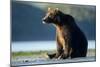 Brown Bear, Katmai National Park, Alaska-Paul Souders-Mounted Premium Photographic Print