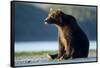 Brown Bear, Katmai National Park, Alaska-Paul Souders-Framed Stretched Canvas