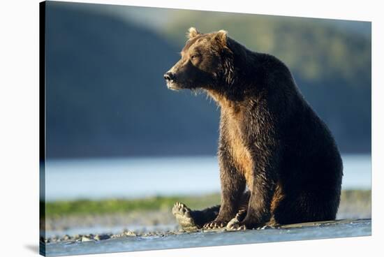 Brown Bear, Katmai National Park, Alaska-Paul Souders-Stretched Canvas