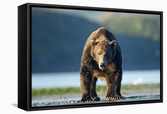 Brown Bear, Katmai National Park, Alaska-Paul Souders-Framed Stretched Canvas