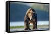 Brown Bear, Katmai National Park, Alaska-Paul Souders-Framed Stretched Canvas