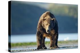 Brown Bear, Katmai National Park, Alaska-Paul Souders-Stretched Canvas