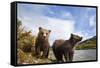 Brown Bear, Katmai National Park, Alaska-Paul Souders-Framed Stretched Canvas