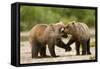 Brown Bear, Katmai National Park, Alaska-Paul Souders-Framed Stretched Canvas