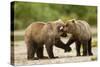 Brown Bear, Katmai National Park, Alaska-Paul Souders-Stretched Canvas