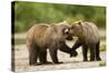 Brown Bear, Katmai National Park, Alaska-Paul Souders-Stretched Canvas