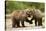 Brown Bear, Katmai National Park, Alaska-Paul Souders-Stretched Canvas