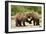 Brown Bear, Katmai National Park, Alaska-Paul Souders-Framed Premium Photographic Print