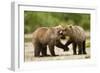 Brown Bear, Katmai National Park, Alaska-Paul Souders-Framed Premium Photographic Print