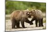 Brown Bear, Katmai National Park, Alaska-Paul Souders-Mounted Premium Photographic Print