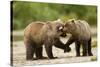 Brown Bear, Katmai National Park, Alaska-Paul Souders-Stretched Canvas