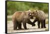 Brown Bear, Katmai National Park, Alaska-Paul Souders-Framed Stretched Canvas