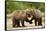 Brown Bear, Katmai National Park, Alaska-Paul Souders-Framed Stretched Canvas