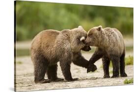 Brown Bear, Katmai National Park, Alaska-Paul Souders-Stretched Canvas