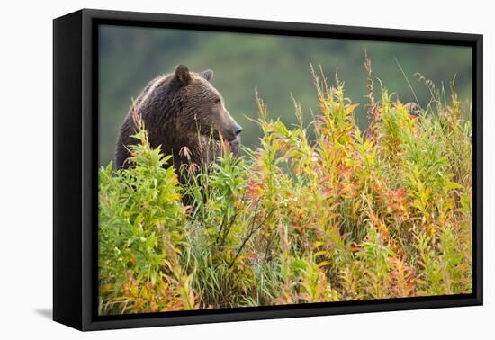 Brown Bear, Katmai National Park, Alaska-Paul Souders-Framed Stretched Canvas