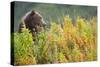 Brown Bear, Katmai National Park, Alaska-Paul Souders-Stretched Canvas