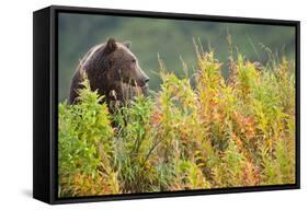 Brown Bear, Katmai National Park, Alaska-Paul Souders-Framed Stretched Canvas