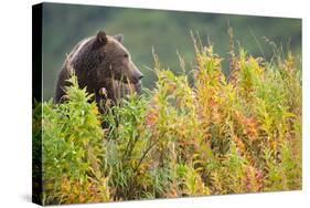 Brown Bear, Katmai National Park, Alaska-Paul Souders-Stretched Canvas