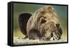 Brown Bear, Katmai National Park, Alaska-null-Framed Stretched Canvas