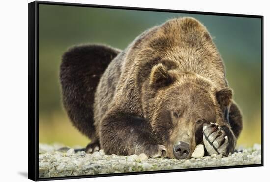 Brown Bear, Katmai National Park, Alaska-null-Framed Stretched Canvas