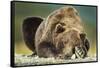 Brown Bear, Katmai National Park, Alaska-null-Framed Stretched Canvas