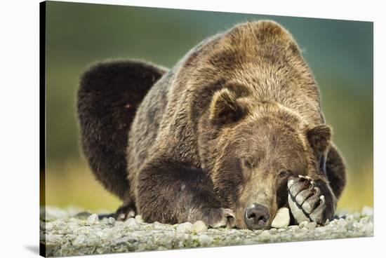 Brown Bear, Katmai National Park, Alaska-null-Stretched Canvas