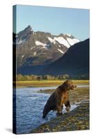 Brown Bear, Katmai National Park, Alaska-null-Stretched Canvas