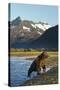 Brown Bear, Katmai National Park, Alaska-null-Stretched Canvas