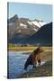 Brown Bear, Katmai National Park, Alaska-null-Stretched Canvas