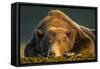 Brown Bear, Katmai National Park, Alaska-null-Framed Stretched Canvas