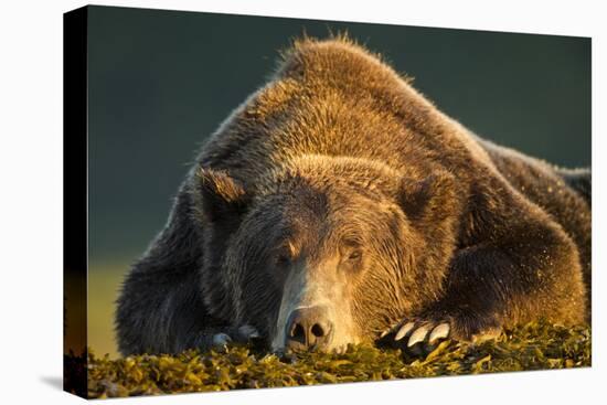 Brown Bear, Katmai National Park, Alaska-null-Stretched Canvas