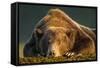 Brown Bear, Katmai National Park, Alaska-null-Framed Stretched Canvas