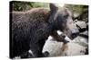 Brown Bear, Katmai National Park, Alaska-null-Stretched Canvas