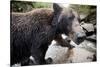 Brown Bear, Katmai National Park, Alaska-null-Stretched Canvas