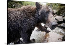 Brown Bear, Katmai National Park, Alaska-null-Stretched Canvas